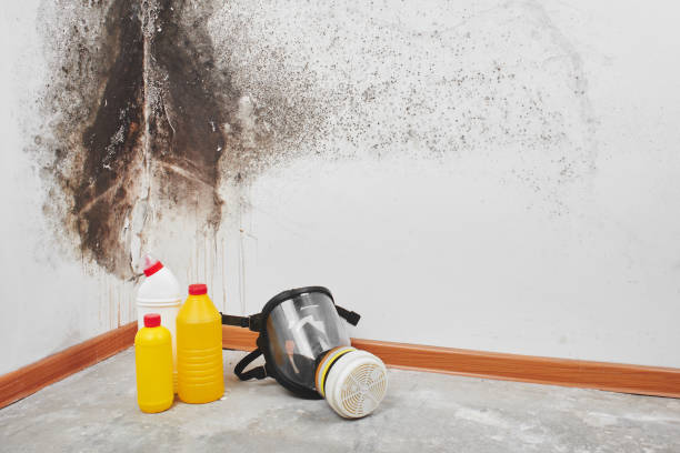 Best Attic Mold Removal  in Bourg, LA