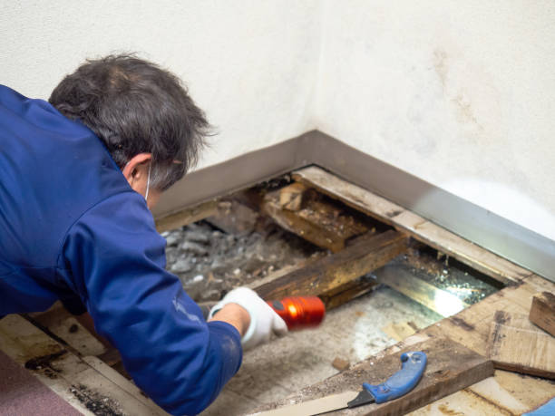 Home Mold Removal in Bourg, LA