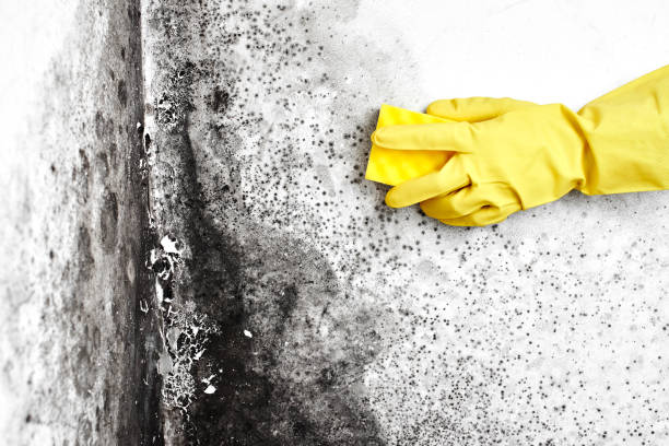 Best Water Damage Restoration  in Bourg, LA