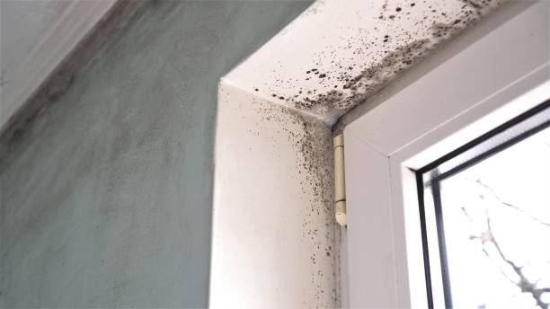 Best Toxic Mold Removal  in Bourg, LA