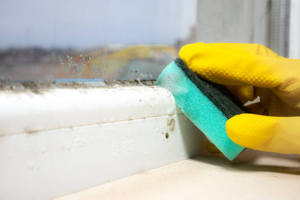 Best Fast Mold Removal  in Bourg, LA