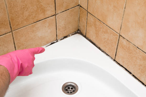 Best Certified Mold Removal  in Bourg, LA
